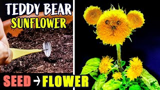 Download lagu Growing Teddy Bear Sunflower From Seed To Flower (88 Days Time Lapse) mp3 Download lagu Growing Teddy Bear Sunflower From Seed To Flower (88 Days Time Lapse) mp3