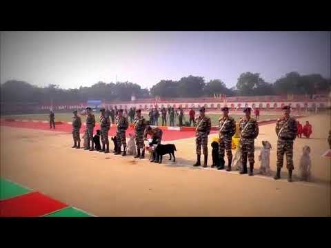 Indian Army well trained Dog.we salute you