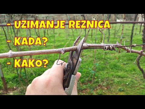 Kada i kako uzgojiti sadnice VINOVE LOZE IZ REZNICA