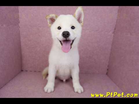 07/22白色柴犬公幼犬(新竹新埔)
