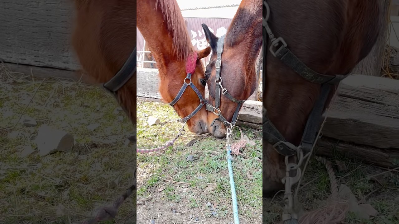 相棒。#horses #🤍🤍🤍