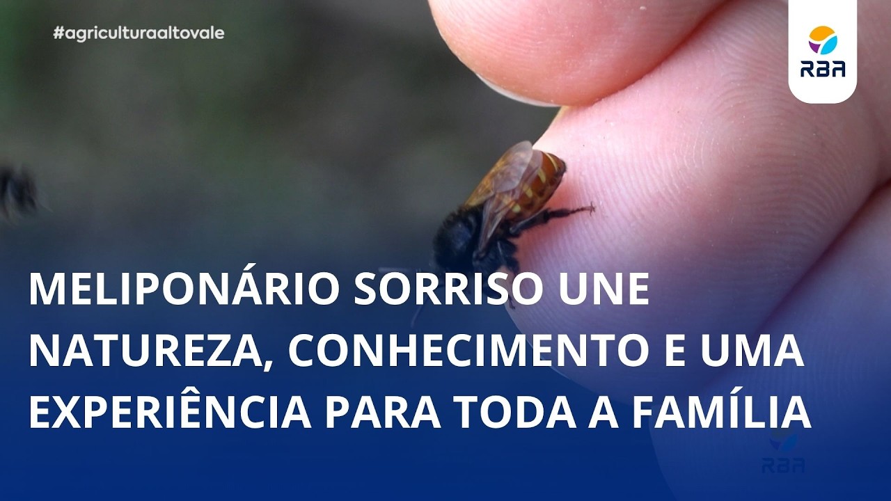 Um passeio diferente: conheça de perto as abelhas sem ferrão em Lontras