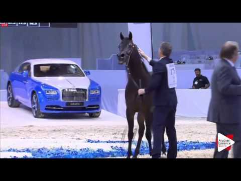 N.176 ZAHER AL MUAWD - Dubai 2016 - Colts 2 years old (Class 10)