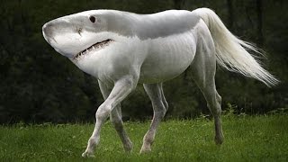 Top 10 Most Amazing Hybrid Animals You Won&#39;t Believe Actually Exist