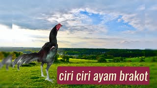 Download lagu ' Ayam Br4kor Asli ! Ini ciri cirinya yang Wajib kamu tahu ' mp3