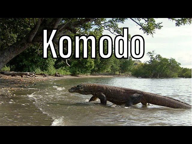 Video pronuncia di Drago di Komodo in Italiano