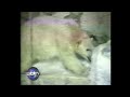 Real TV Sea World Orlando Polar Bears