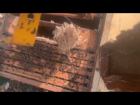 Schiedsetzen im Winter