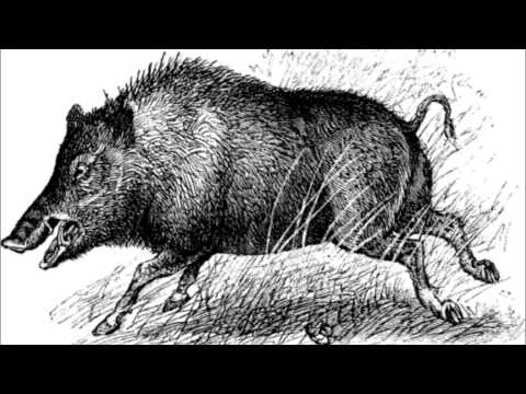 Magtesløs - The Wild Boar