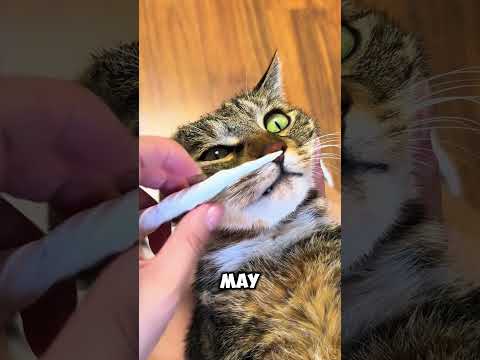 Cat Nose Cleaning Trick You Should Know! #catcare #shorts
