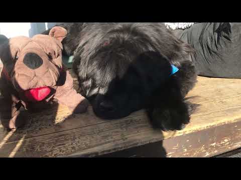 Phantom’s world. My 200 lb Newfoundland puppy