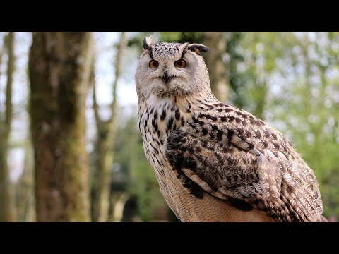 7 seconds Clip of Owl | Explore wild #Shorts