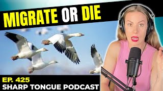 Migrate Or Die | Jessimae Peluso | Sharp Tongue Podcast Ep. 425
