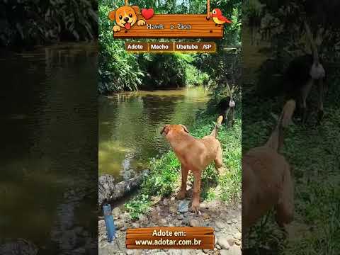 Vídeo de Hawk e Zion