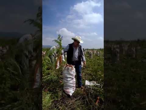 Nossa Senhora do Livramento Mato Grosso perto de Cuiabá
