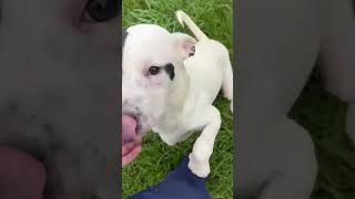 Video preview image #1 Labrador Retriever-Unknown Mix Puppy For Sale in Woodbury, NY, USA