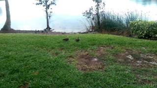 Why You Should Never Feed Wildlife