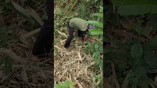 Download lagu NYARI IKAN DI SEMAK SEMAK‼️ mp3