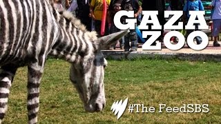 Gaza Zoo: Animal Victims Of War I The Feed