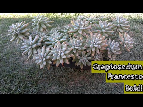 Suculenta de Fácil Cultivo - Graptosedum Francesco Baldi