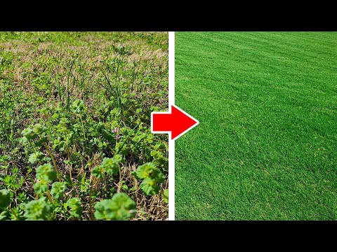 Step by Step UGLY Lawn Transformation