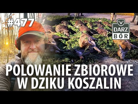 Darz Bór odc. 477  Polowanie zbiorowe w K.Ł. „Dzik”  Koszalin
