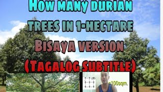 Download lagu Berapa banyak pohon durian yang dapat ditanam dalam satu hektar? mp3 Download lagu Berapa banyak pohon durian yang dapat ditanam dalam satu hektar? mp3