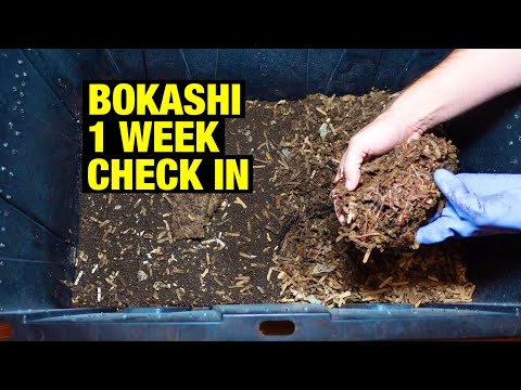 1lb. Red Wiggler Bin Bokashi 1 Week Check In #gardeningwithbarchuckin #vermicomposting