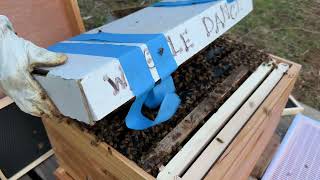 Episode 103 - Transferring 30,000 Bees To Their New Hive
