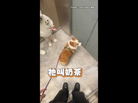 【男人你在玩火】超乖柯基聽到禁語瞬間爆氣怒吼 #Shorts