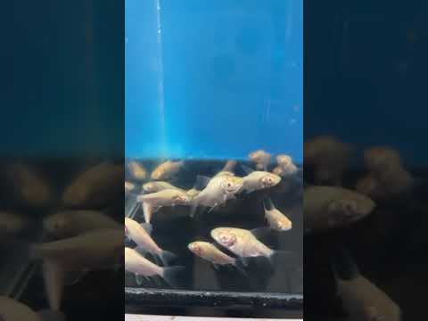 Piscicultura Bianco, Paicandu PR