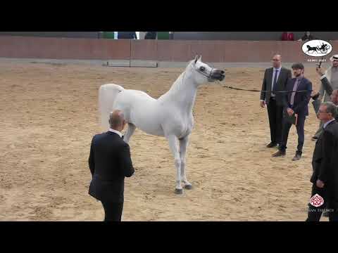 N 69 BASHIR AL RAYYAN   Straight Egyptian World Championship 2021   Stallions 4+ Years Old Class 6B