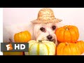 Star Paws 2016 Doggie Photoshoot Scene 4 10 Movieclips