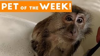 Cutest Pet Clip of the Week September 2017  Monkey