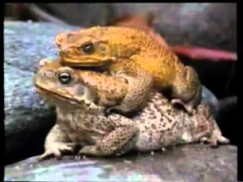 De langbenige amfibie -Cane Toads An Unnatural History 1_5