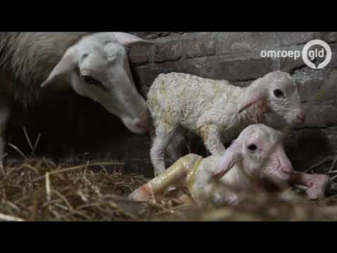 GLD VANDAAG  6 februari 2017