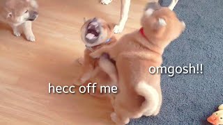 Piss turnd into chaos in split second!! (ii) MLIP / Ep 186 / Shiba Inu puppies