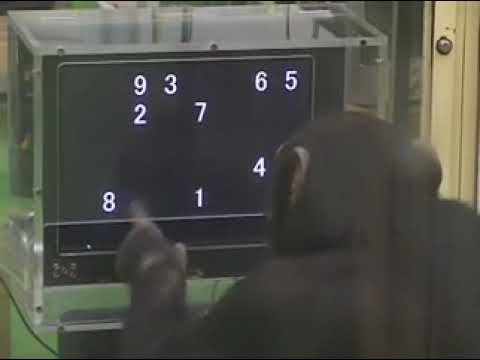 Chimpanzee insane memory skill