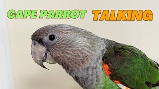 Brown-necked Cape Parrot Truman Talking