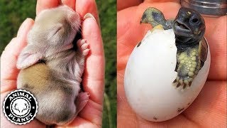 Baby Animals 🔴 Funny and Cute Baby Animal Video Compilation 2018 Animales Bebés Vídeos
