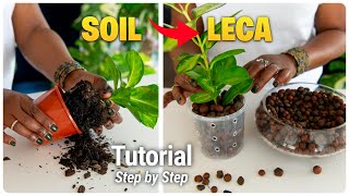 How to Convert Houseplants to LECA (Without Killing Them)
