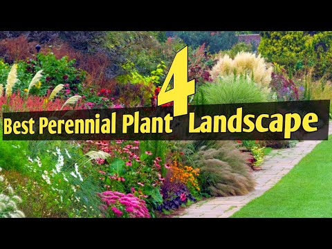 Top 10 perennial grass plant for landscape/Perennial herb for outdoor Landscape/Outdoor ground cover