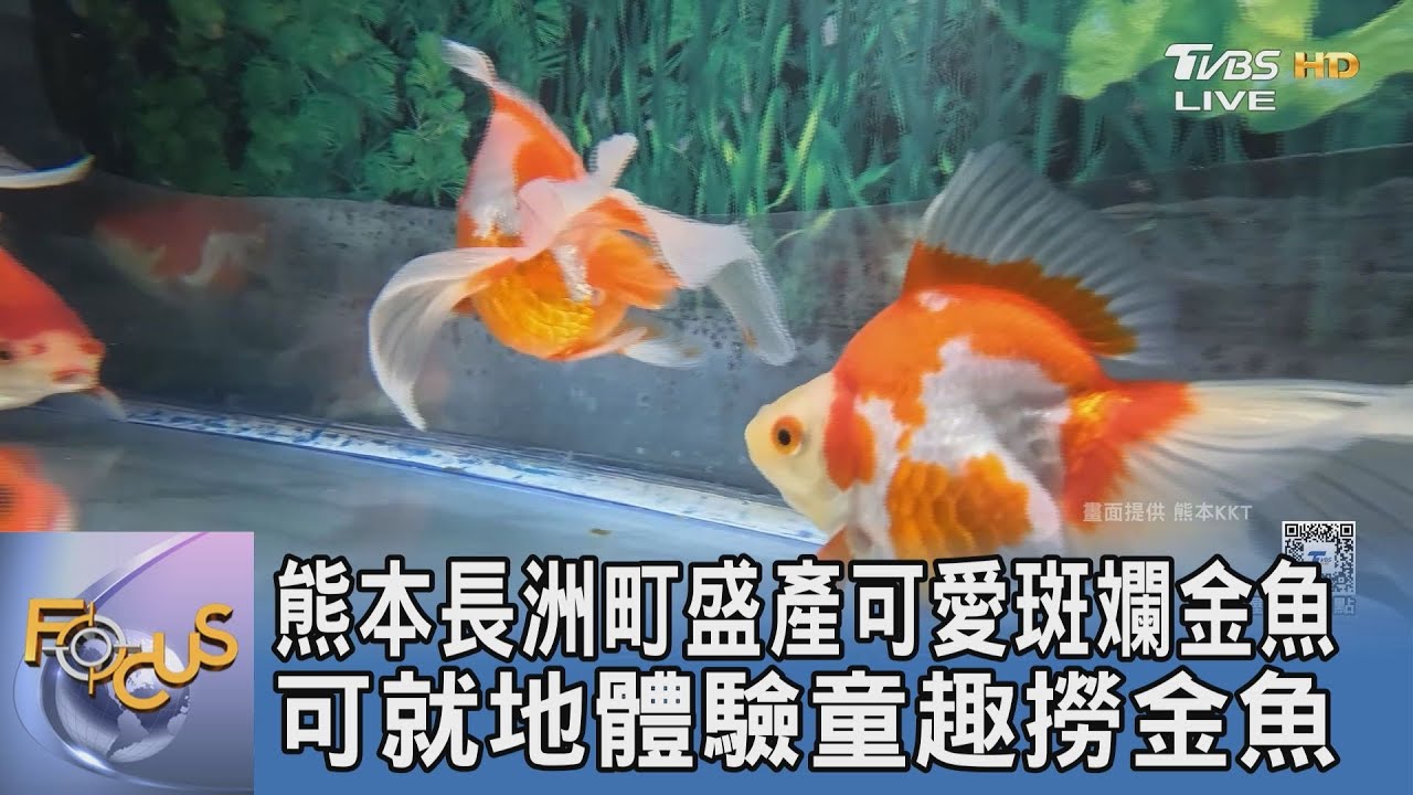 熊本長洲町盛產可愛斑斕金魚 可就地體驗童趣撈金魚