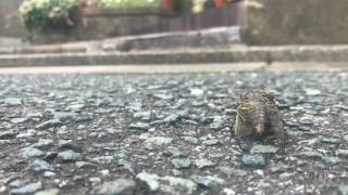 セミのなつ