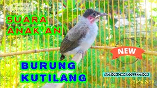 Download lagu Suara anak burung kutilang memanggil indukan,Suara bisa djadikan pikat mp3 Download lagu Suara anak burung kutilang memanggil indukan,Suara bisa djadikan pikat mp3
