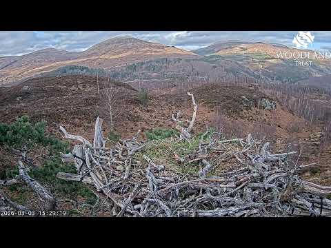 Loch Arkaig Osprey camera 1
