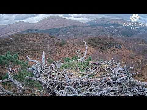 Loch Arkaig Osprey Nest thumbnail