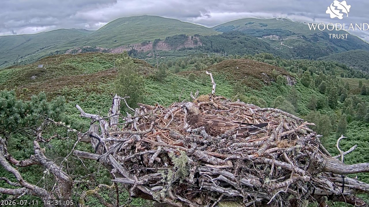 Live webcam view of Loch Arkaig Osprey Nest Cam