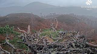Loch Arkaig Osprey Nest