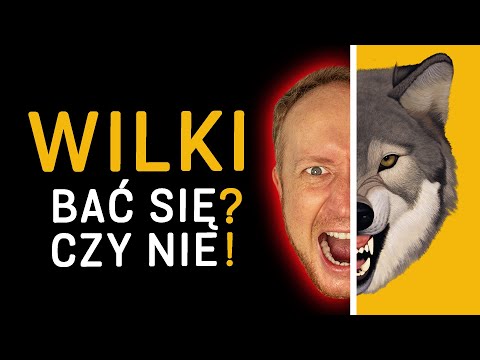 Wolves - should we be afraid of them? When can wolves be dangerous? How to act if we meet them? 🐺